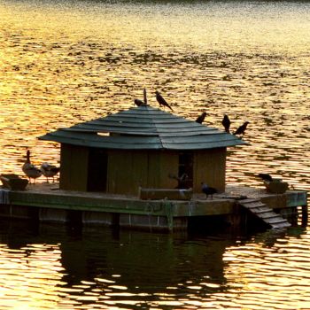 Fotografia zatytułowany „Bird House!” autorstwa Goutam Chakraborty, Oryginalna praca