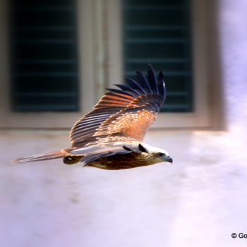 Photography titled "City Bird!" by Goutam Chakraborty, Original Artwork