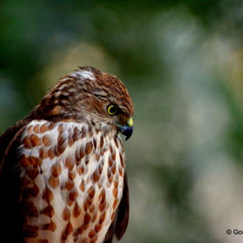 Photography titled "Morning Visitor!" by Goutam Chakraborty, Original Artwork