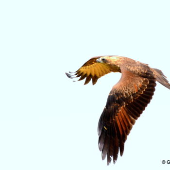 Fotografie mit dem Titel "City Bird!" von Goutam Chakraborty, Original-Kunstwerk