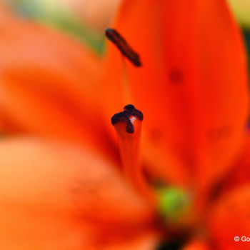 Photography titled "Closer Look!" by Goutam Chakraborty, Original Artwork