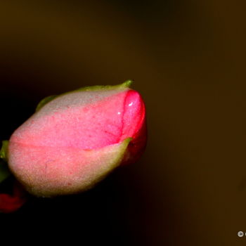 Photography titled "The Little Bud!" by Goutam Chakraborty, Original Artwork