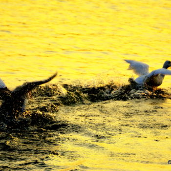 Photography titled "Swans of the Golden…" by Goutam Chakraborty, Original Artwork