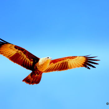 Photography titled "Glide on the Winter…" by Goutam Chakraborty, Original Artwork