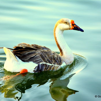 Photography titled "Swan of the Golden…" by Goutam Chakraborty, Original Artwork