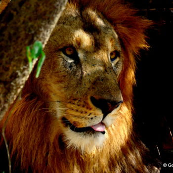 Fotografia intitolato "The King Is Watchin…" da Goutam Chakraborty, Opera d'arte originale