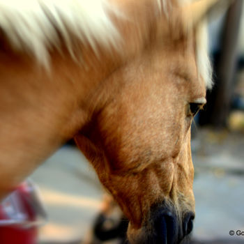 摄影 标题为“Stray Horse at a Bu…” 由Goutam Chakraborty, 原创艺术品