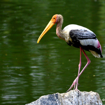 Photography titled "Painted Stork in La…" by Goutam Chakraborty, Original Artwork