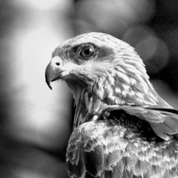 Photography titled "Portrait of a Falco…" by Goutam Chakraborty, Original Artwork