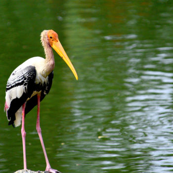 Photography titled "Painted Stork in La…" by Goutam Chakraborty, Original Artwork