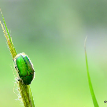 Photography titled "Closer Look!" by Goutam Chakraborty, Original Artwork