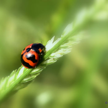Photography titled "Date with Ladybug!" by Goutam Chakraborty, Original Artwork