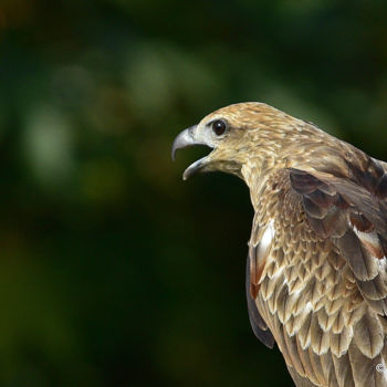 Photography titled "City Bird!" by Goutam Chakraborty, Original Artwork