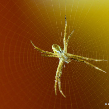 Fotografie mit dem Titel "The Golden Spider!" von Goutam Chakraborty, Original-Kunstwerk