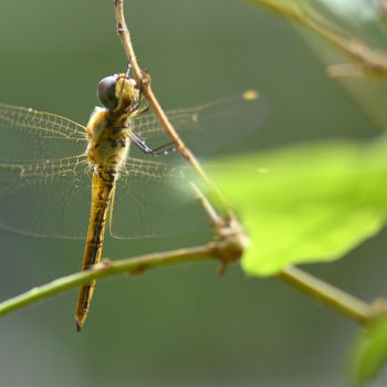 Photography titled "Caught in the Rain!" by Goutam Chakraborty, Original Artwork