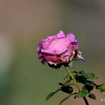 Fotografia intitulada "Not so perfect Rose!" por Goutam Chakraborty, Obras de arte originais