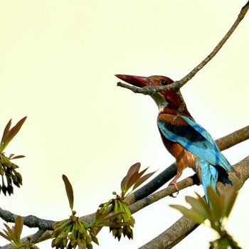 Photographie intitulée "Indian Kingfisher!" par Goutam Chakraborty, Œuvre d'art originale