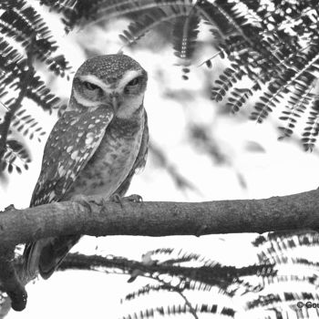 Photography titled "Tiny Owl!" by Goutam Chakraborty, Original Artwork