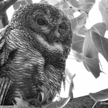 Photography titled "Birds of Bangalore!" by Goutam Chakraborty, Original Artwork