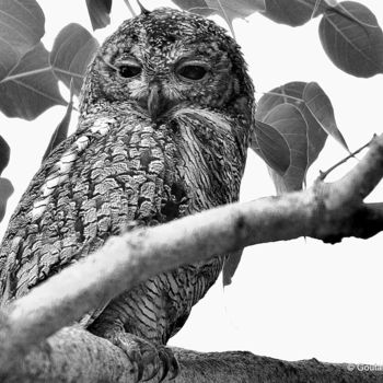 Photography titled "Mottled Wood Owl in…" by Goutam Chakraborty, Original Artwork