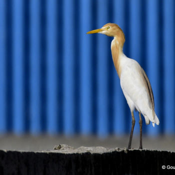 Photography titled "Encroachment to the…" by Goutam Chakraborty, Original Artwork