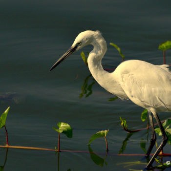 Fotografie mit dem Titel "Bangalore Birds!" von Goutam Chakraborty, Original-Kunstwerk