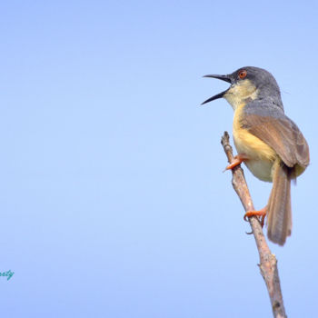 Photography titled "Morning Visitor!" by Goutam Chakraborty, Original Artwork