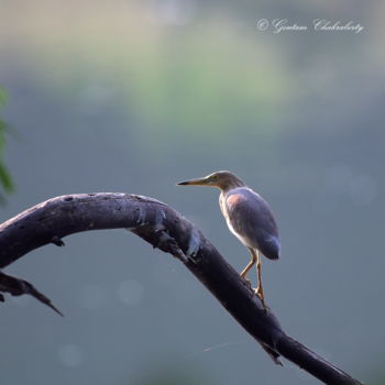 Fotografia intitulada "Bangalore Birds!" por Goutam Chakraborty, Obras de arte originais