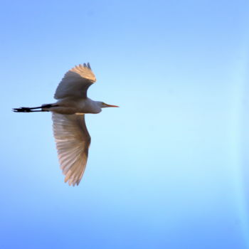 Fotografia intitolato "Sunshine on my wing…" da Goutam Chakraborty, Opera d'arte originale