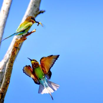 Fotografia intitulada "Bee-eaters!" por Goutam Chakraborty, Obras de arte originais