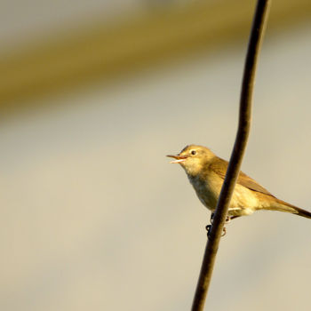 Photography titled "The Morning Visitor!" by Goutam Chakraborty, Original Artwork