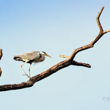 Photography titled "Visitor in Bangalor…" by Goutam Chakraborty, Original Artwork