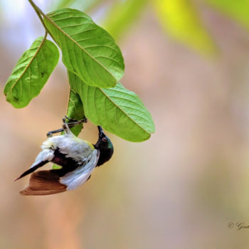 Photography titled "Indian Sun-Bird" by Goutam Chakraborty, Original Artwork