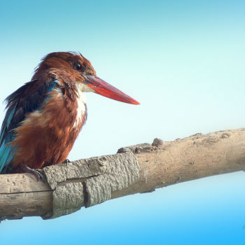 摄影 标题为“Bangalore Birds!” 由Goutam Chakraborty, 原创艺术品