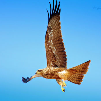 Fotografia intitolato "City Birds!" da Goutam Chakraborty, Opera d'arte originale