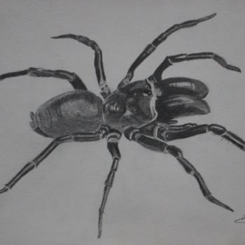 Drawing titled "Mygale" by Greg'S Drawings, Original Artwork, Pencil