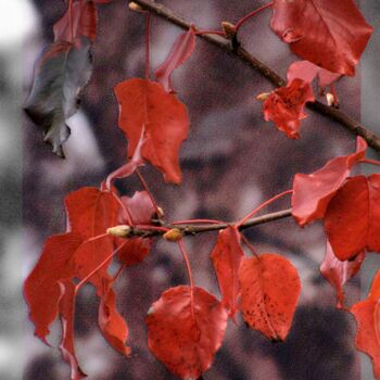 Fotografie mit dem Titel "Red Leaf Plum" von Citellus, Original-Kunstwerk, Digitale Fotografie