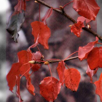 Photography titled "Red Leaf Plum" by Citellus, Original Artwork, Digital Photography