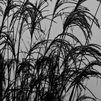 Photography titled "Grass 2" by Citellus, Original Artwork, Digital Photography