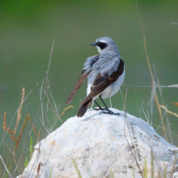 Photography titled "Northern Wheatear 01" by Citellus, Original Artwork, Digital Photography
