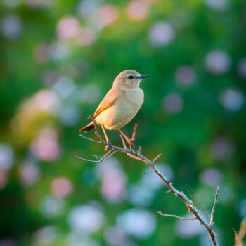 Photography titled "Isabelline Wheatear…" by Citellus, Original Artwork, Digital Photography