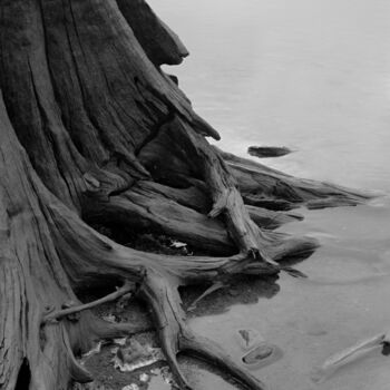 Photographie intitulée "Cedar Stump" par Citellus, Œuvre d'art originale, Photographie numérique