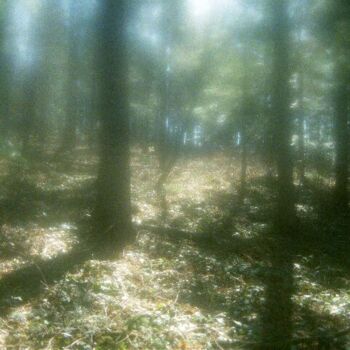 Fotografia zatytułowany „las” autorstwa Grzegorz Pawlonka, Oryginalna praca, Fotografia nie manipulowana