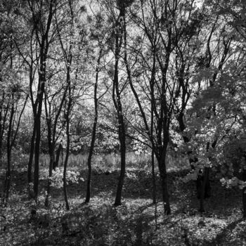 Photography titled "Forest Melody" by Ievgen Gubareni, Original Artwork