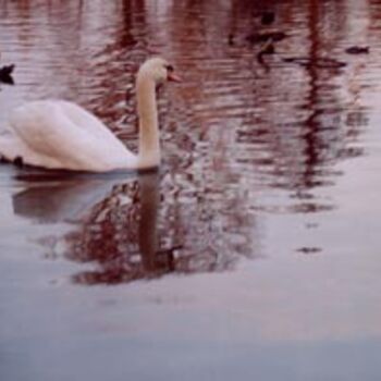 Malerei mit dem Titel "cygne" von Gueda, Original-Kunstwerk