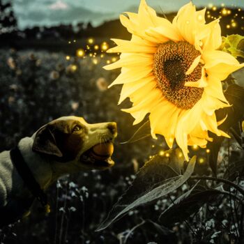Arts numériques intitulée "Dog and Flower" par Guillaume Bellebault, Œuvre d'art originale, Photographie manipulée