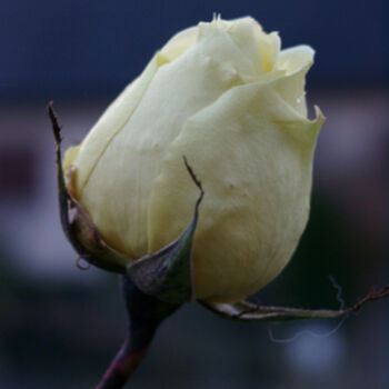 Photographie intitulée "Rose jaune" par Guillaume Lerbourg, Œuvre d'art originale