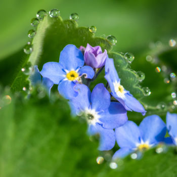 Photography titled "Forget Me Not" by Gwendolyn Roth, Original Artwork, Non Manipulated Photography