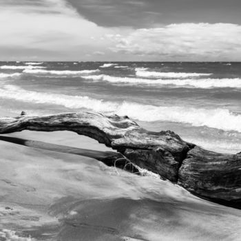 Фотография под названием "Lakeshore Driftwood" - Gwendolyn Roth, Подлинное произведение искусства, Не манипулируемая фотогра…
