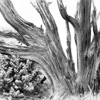 Photography titled "Desert Driftwood" by Gwendolyn Roth, Original Artwork, Digital Photography